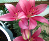 Lilium-R-A.png
