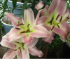 Lilium-B-L.png