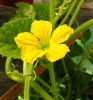 Honigmelone.png