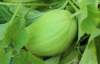 Honigmelone.png